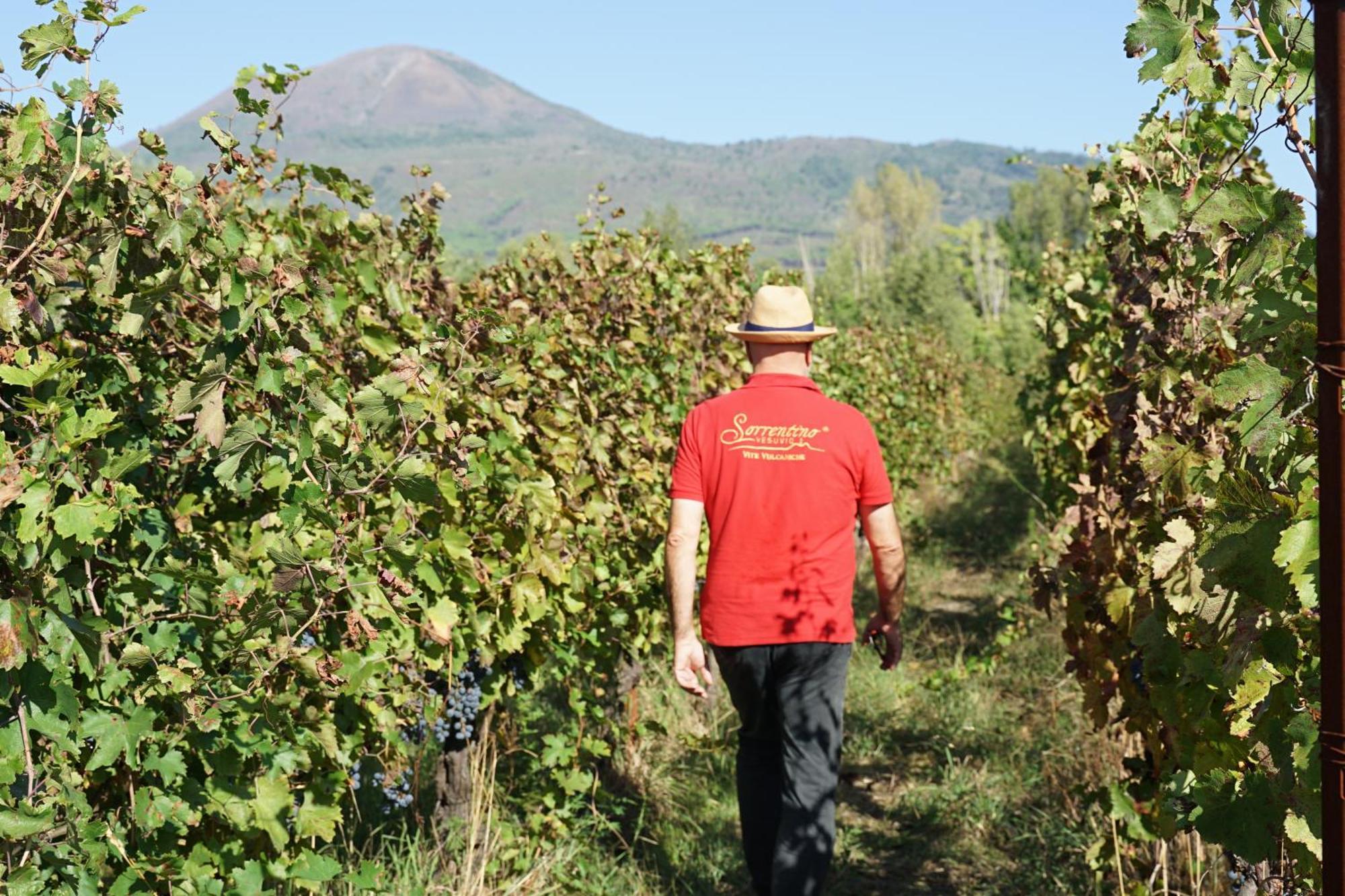 Vesuvio Inn Bed & Wine Experience Boscotrecase Екстериор снимка