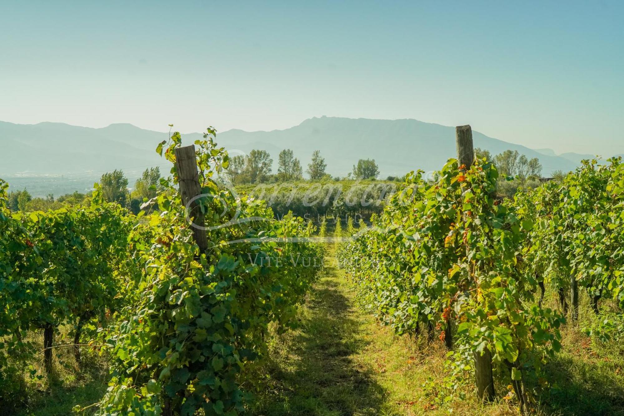 Vesuvio Inn Bed & Wine Experience Boscotrecase Екстериор снимка